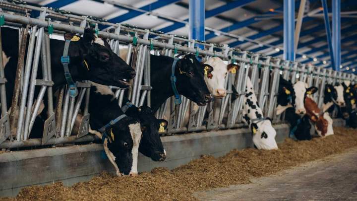 Négoce d'alimentation animale Puy-de-Dôme