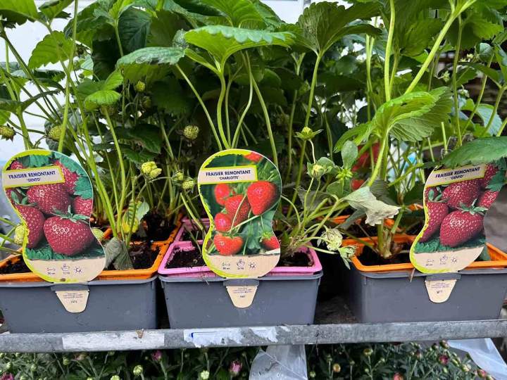 Négoce de produits de jardinage Puy-de-Dôme