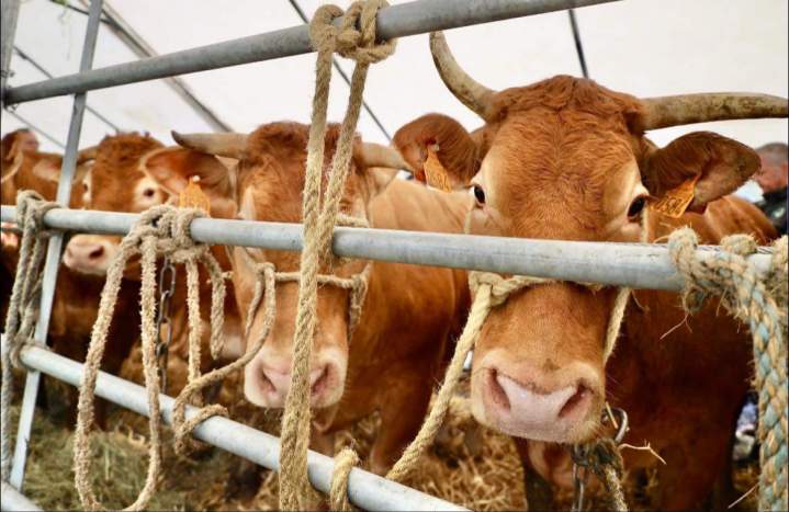 Négoce de produits d'élevage	