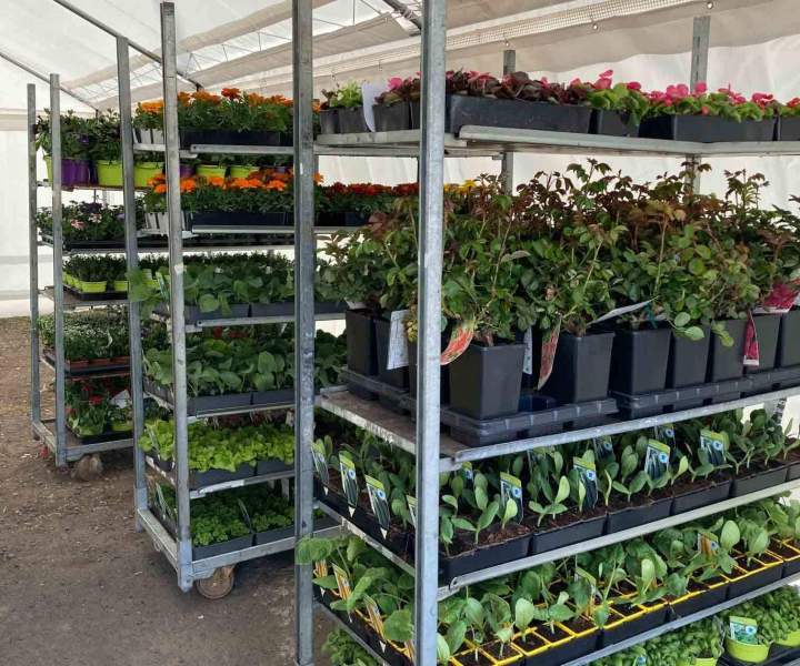 Fournisseur négoce de fleures Puy-de-Dôme