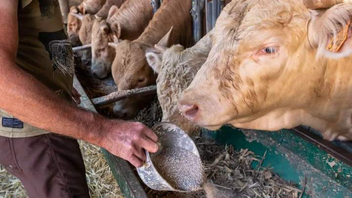 Alimentation animale Puy-de-Dôme