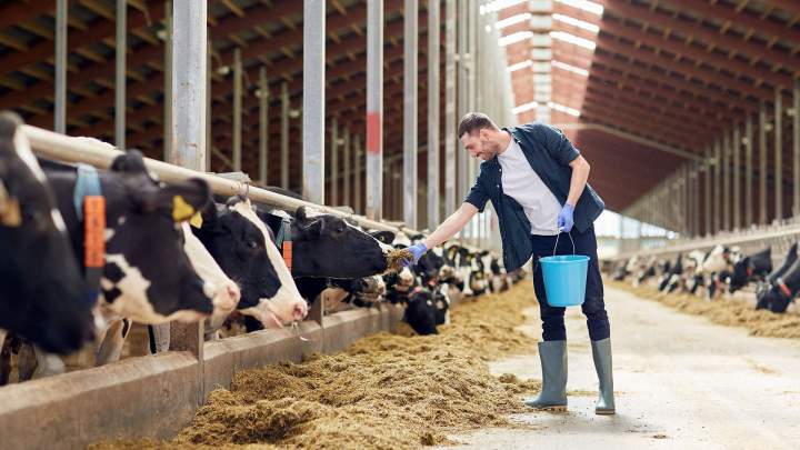 Négoce d'alimentation animale Puy-de-Dôme